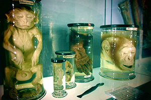  Pickled monkeys in the Medical History Museum