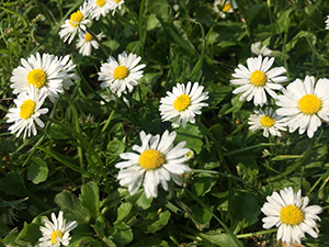  Shaheba's daisy pic