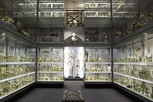 The Hunterian Medical History Museum - skeleton exhibits