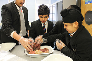  Examining an Ox Heart