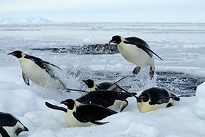  Penguins jumping ... helped by bubbles