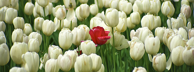  A red Tulip amongst a lot of white tulips