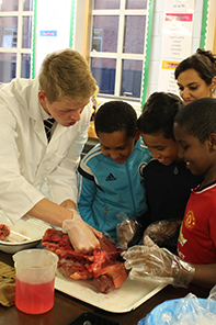  Heart dissection in Science