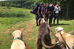  Miss Stone's dogs arrive to greet the students