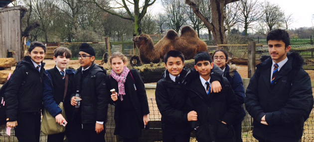  Year 7 with camels at London Zoo