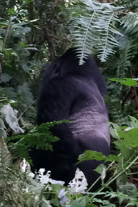  Camera shy gorilla